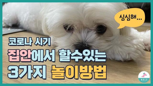 강아지랑 집안에서 차분하게  놀아주는 3가지 방법