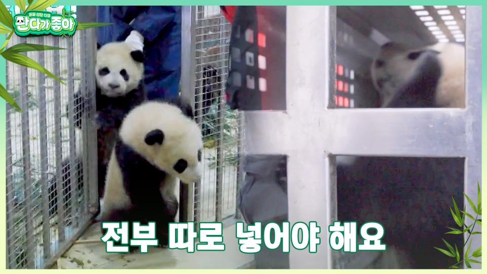 먼 길 떠나는 아기 판다들과 이창, 잠깐 안녕🖐 | 중화TV 231001 방송