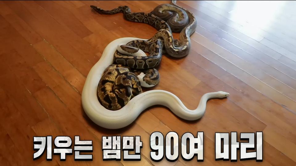 직접 키워 본 자가 이야기하는 파충류의 매력★