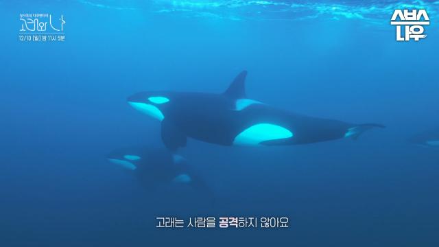[예고] 고래의 삶, 죽음, 그리고 남겨진 것들. 과연 인간은 고래와 함께 살아갈 수 있을까?🐳 #고래와나 #WhalesandI #SBS스페셜 | SBSNOW