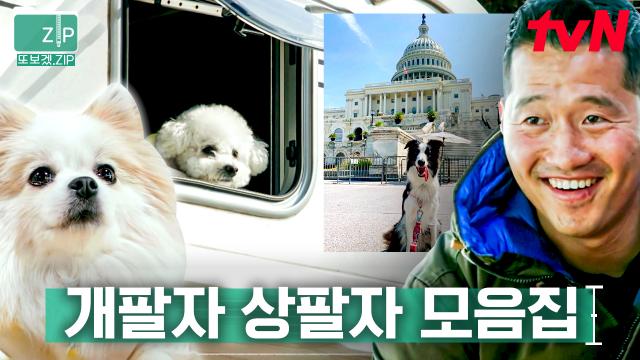 (90분) 강형욱 인정✅ 상위 0.1% 상팔자 강아지 모음zip 세계 여행에 캠핑까지?! 귀여운데 왕 부럽다💛 | 고독한훈련사