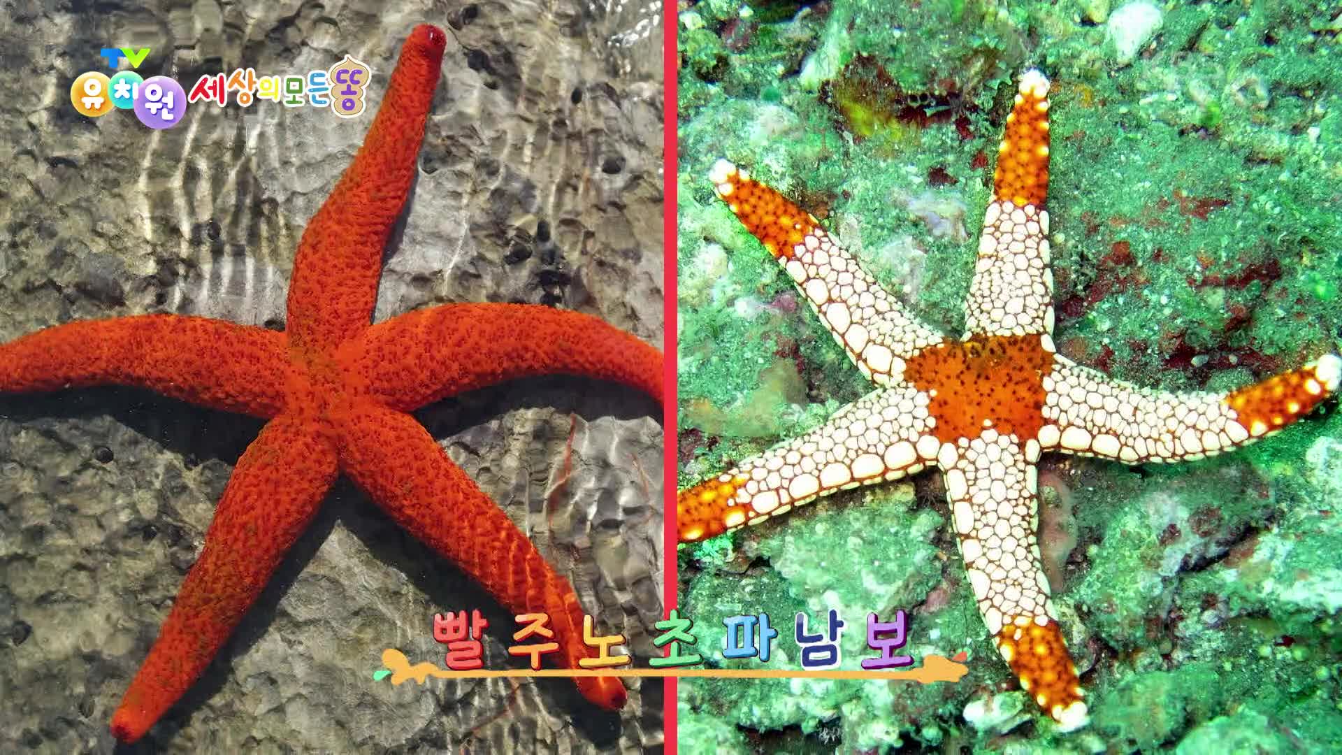 [세상의 모든 똥] 우와~ 왜 바다에 별이 있지? 별을 닮은 알록달록 불가사리! | KBS 230125 방송 