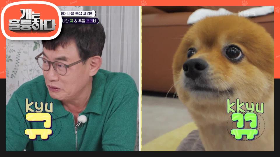심지어 동생 보호자에게 입질한 적이 있다고..? 항상 과도한 흥분상태인 뀨 | KBS 230911 방송 - 곰TV 심지어 동생 보호자에게 입질한 적이... 
