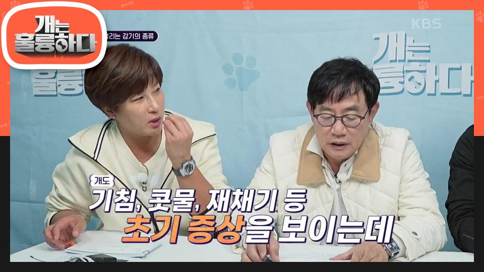개도 감기에 걸린다!? 개가 걸리는 감기의 종류 알아보기 | KBS 231127 방송 