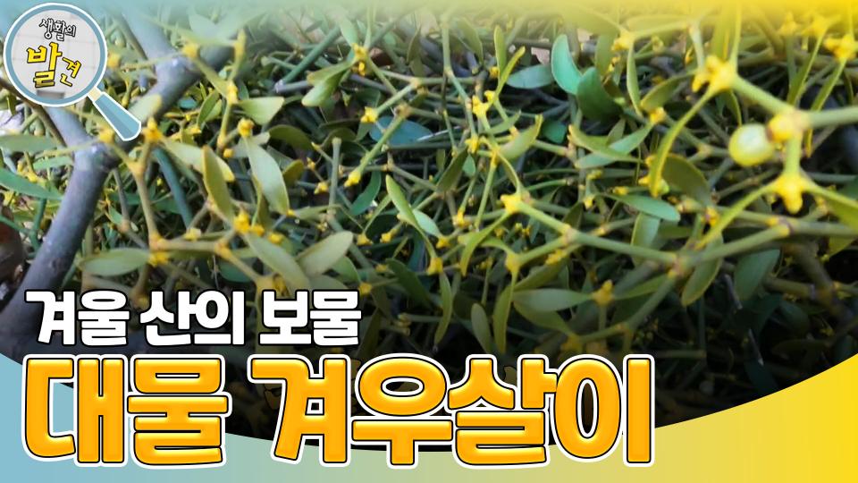 ‘겨울 산의 보물’ ＜겨우살이＞를 찾아서! | KBS 240122 방송 