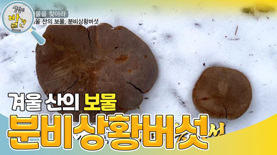 이게 바로 겨울 산의 보물! 대물 ‘분비상황버섯’ | KBS 240206 방송 