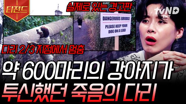 다리 위에서 벌어진 충격적인 사건💥 '강아지 *살 다리'로 유명한 스코틀랜드의 오버툰 다리! 진실은 과연?😱 | #다빈치 노트 #티전드