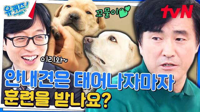 토크 중 댕 꿀잠💤 리트리버가 인절미 꼬물이부터 안내견이 되는 과정 | tvN 240214 방송