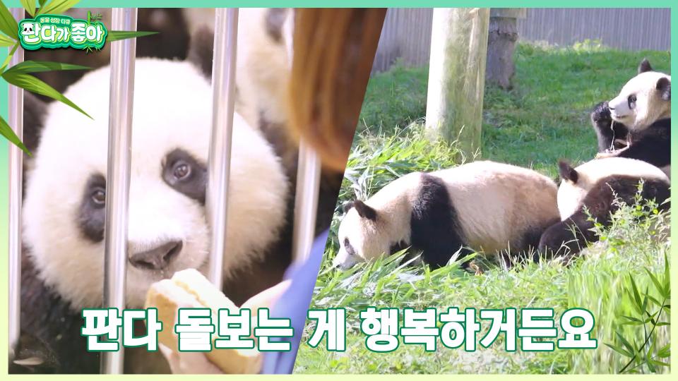 사육사들에게 판다는.. 또 다른 가족 그 자체❤ | 중화TV 231001 방송
