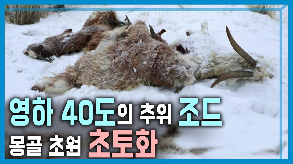 몽골의 끔찍한 겨울, 조드의 공포 | KBS 240224 방송 