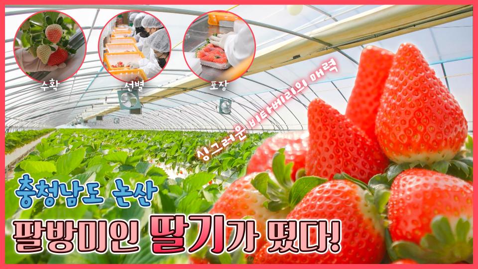 팔방미인 딸기🍓가 떴다!✨ - 충남 논산 [6시N내고향] / KBS 방송